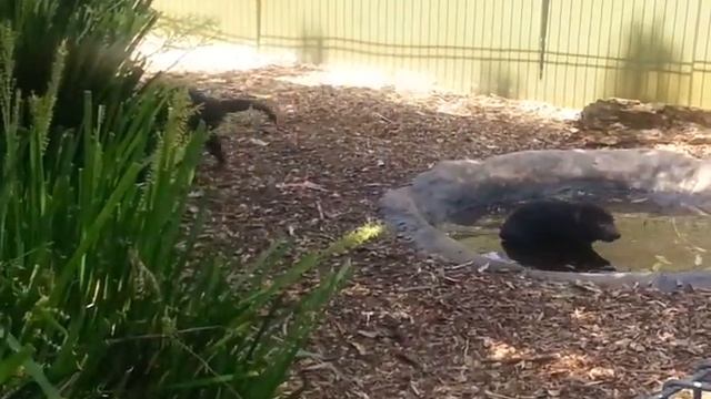 Тазманские дьяволы смотреть онлайн