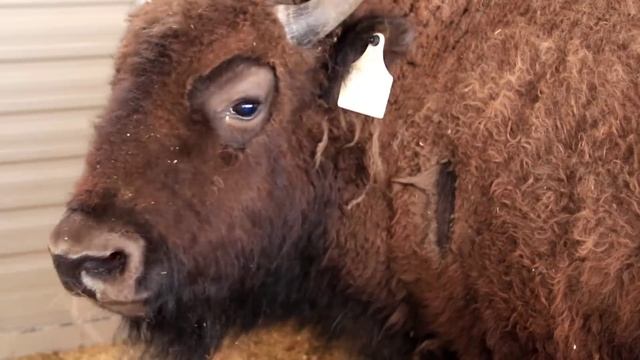 "100 years later, the great, great, great-grandchildren of those wild bison are coming back home." смотреть онлайн