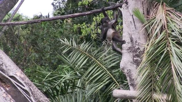 Spider monkey having fun at the Palm Beach Zoo смотреть онлайн