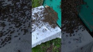 Лучший способ подсадки матки в сильную семью.