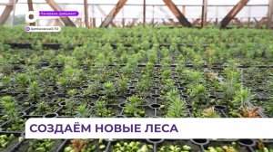 В Приморье появится 100 гектаров нового леса