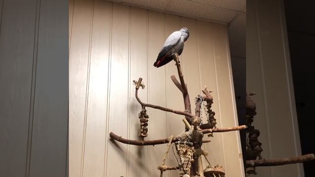 Умный, сообразительный и общительный Жако Ч.13 смотреть онлайн