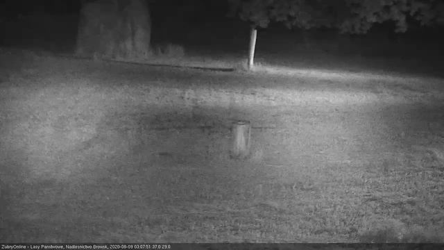 оленихи и детёныш время (03:09) смотреть онлайн