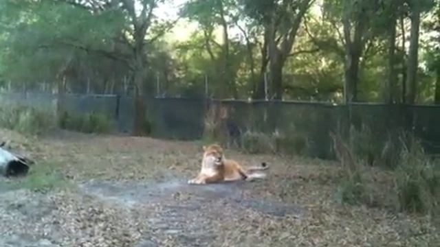 LIGER waiting for dinner!! смотреть онлайн