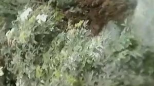 Растительный и животный мир