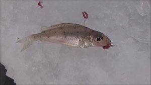 Зимняя рыбалка на городском пляже г. Барнаул