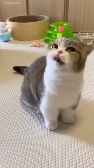 cute kitten #cutecat #nicecat #catfancy #cats #shorts #short#قطط смотреть онлайн