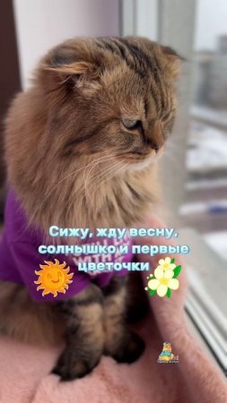 А вы ждете весну?🌿😻 #котики #скоровесна #кот