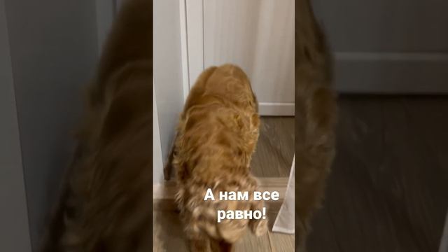 Меня ругать бесполезно. Я самый любимый!   #dog #animal #cutedog #spaniel