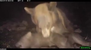 Как охотятся медведи на кабанов