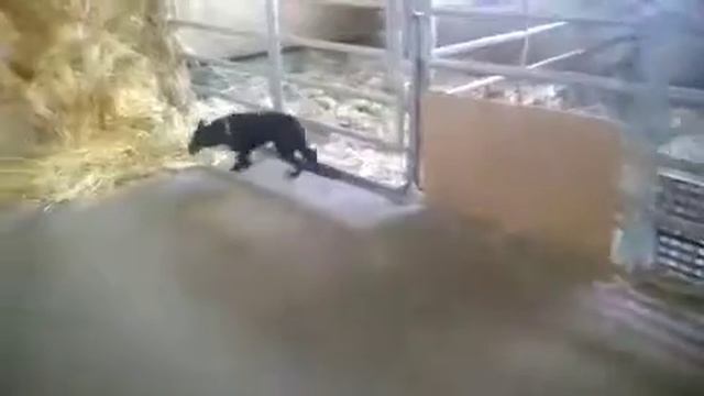 Маслинка в Германии смотреть онлайн