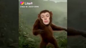 Обезьяна чичичи продавала кирпичи