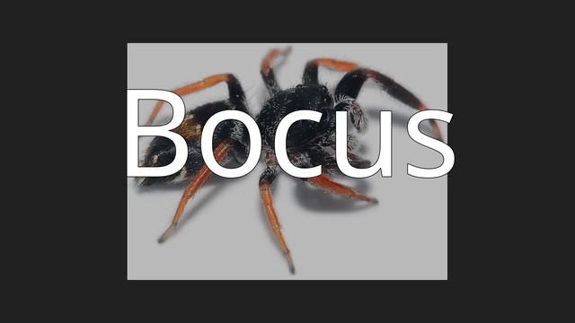 Bocus смотреть онлайн