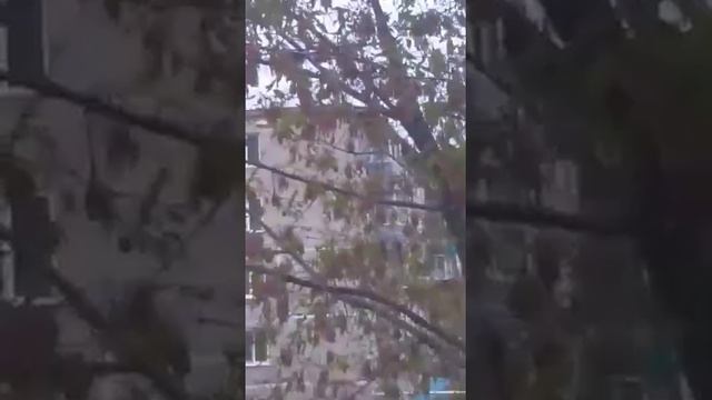 Спасение кота .часть 2  успешная смотреть онлайн