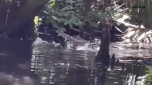 Large gator captured on video eating another alligator in Silver Springs смотреть онлайн