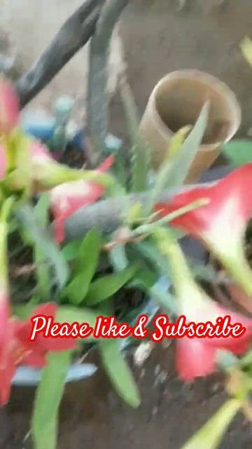 #trendingshorts #beautifulflowers #viral #youtubeshorts #love смотреть онлайн