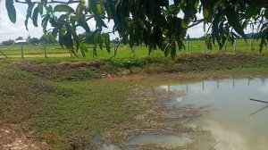 Рандонафтика - аномалии в Таиланде.