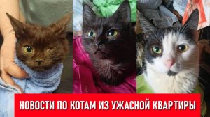 Новости по котам из Колпино из ужасной квартиры