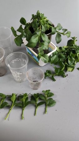 Черенкую петунию: простой способ размножения.