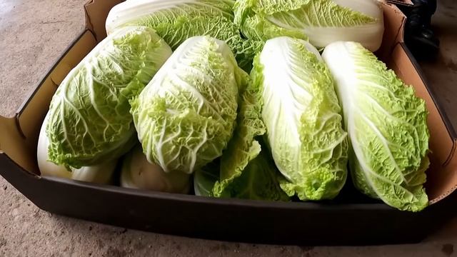 Kapusta pekińska Marrio F1 - najlepszy wybór do długiego przechowywania смотреть онлайн