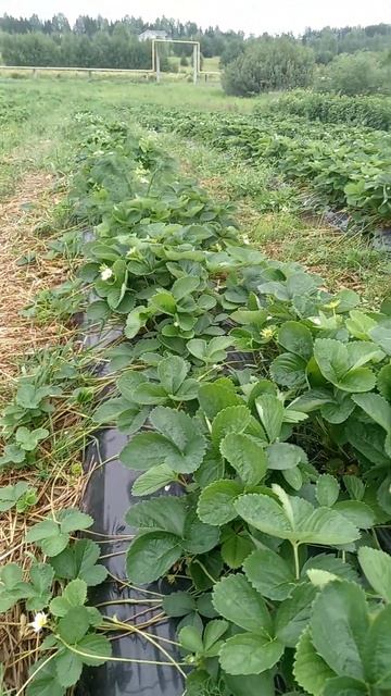 подкормки клубники смотреть онлайн