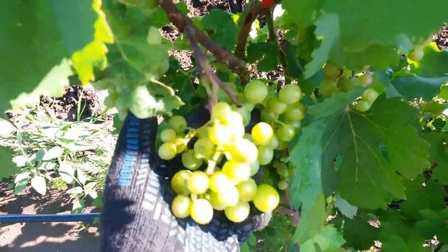 20160720 Виноград Эффект смотреть онлайн