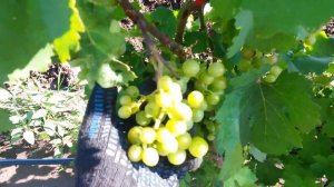 20160720 Виноград Эффект