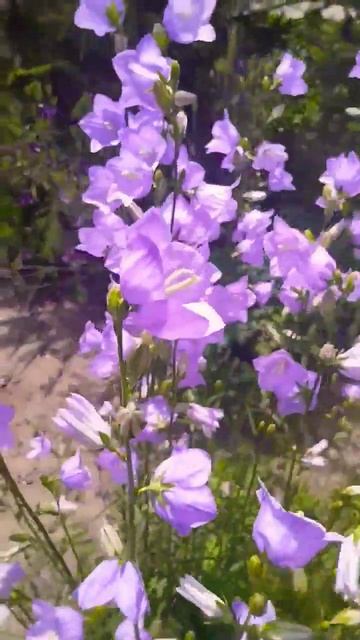 Любимые цветы.Колокольчики небесно-голубого цвета. смотреть онлайн