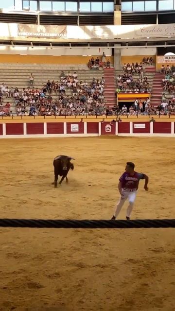 VIAJON DE PABLO MARTÍN GINDI EN ISCAR!! #toros #torospopulares #shrots смотреть онлайн