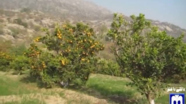KPK | Malakand | Palai Dara | famous gardens of Red Blood Orange смотреть онлайн