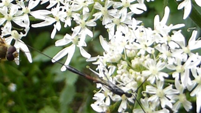 Black parasitic female wasp - Gasteruption jaculator - Sníkjugeitungur - Sníkjuvespa - Flugur смотреть онлайн