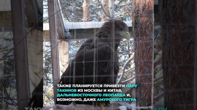 Ульяновский зоопарк расширяется!