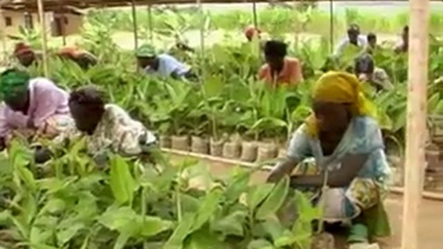 Prevention and control of banana bunchy-top disease (BBTD)