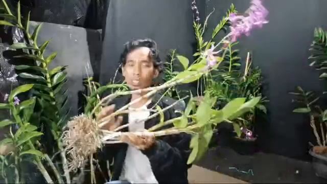 COD Dendrobium Jadul Wa085888822612 смотреть онлайн