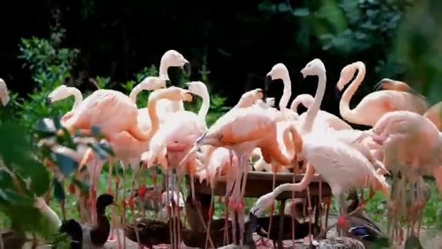 pink flamingo and white or wild duck in pool смотреть онлайн
