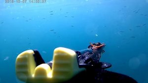 Подводная охота в Черном море. Луфарь.