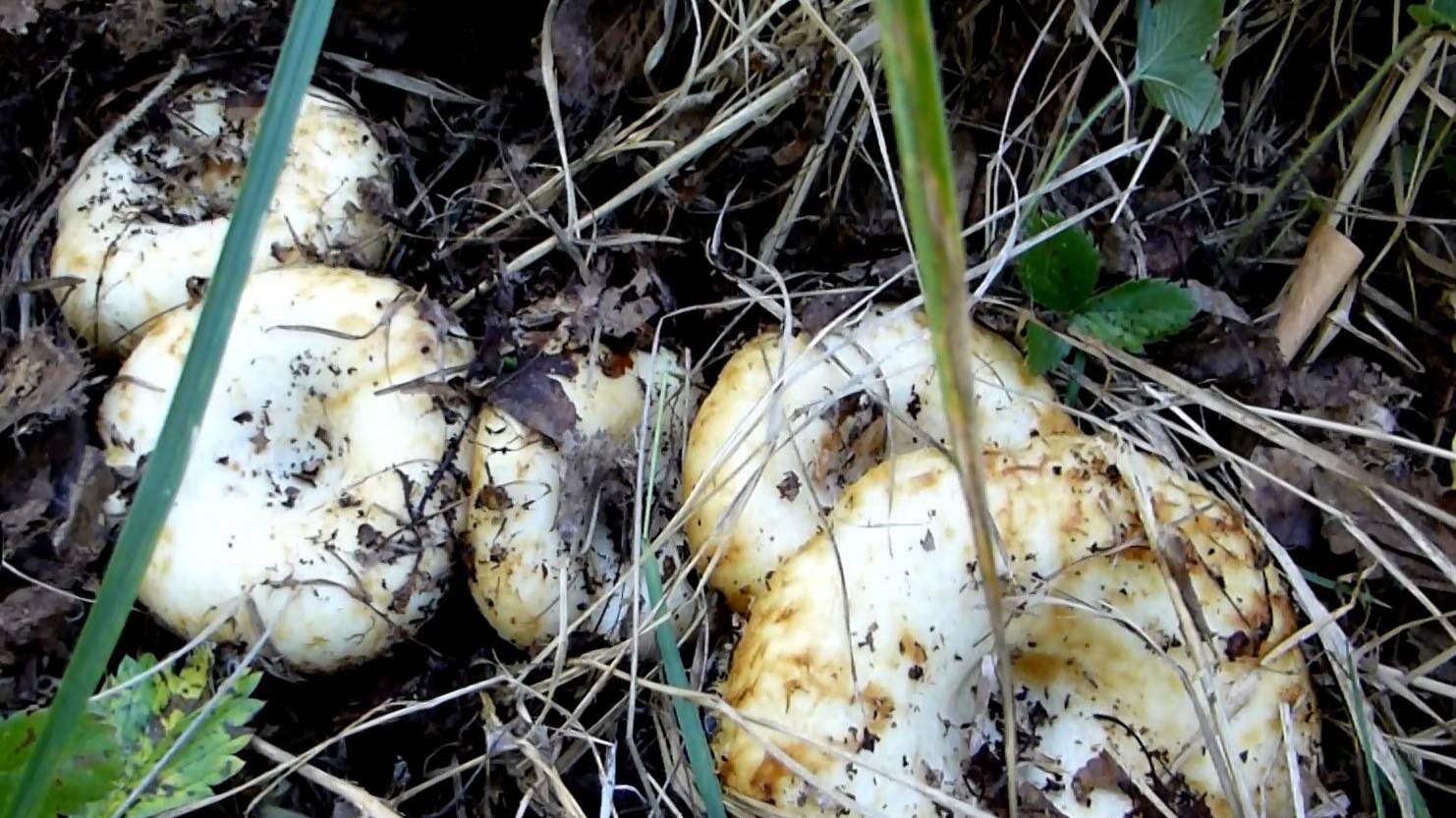 И тут как пошли Вереницы Груздей нарезали полные мешки грибов смотреть онлайн