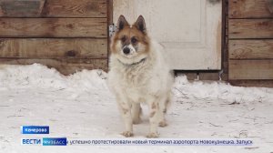 Кемеровчанина возмутили условия, при которых можно взять питомца из приюта