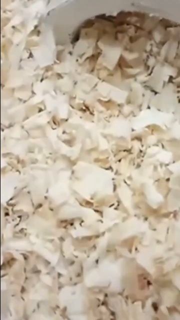 Funny Time Relaxing With Twine Babies Hamster Funny Video смотреть онлайн