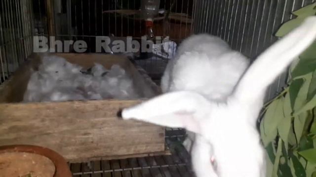 Hycole Rabbit has Given Birth to 9 babies [Part - 3] Perawatan Induk Kelinci Pasca Melahirkan смотреть онлайн