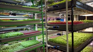 Описание и состав курс по запуску вретикальной ситифермы. Никита Daogreen Махаев.