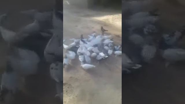 Голуб вахдат смотреть онлайн