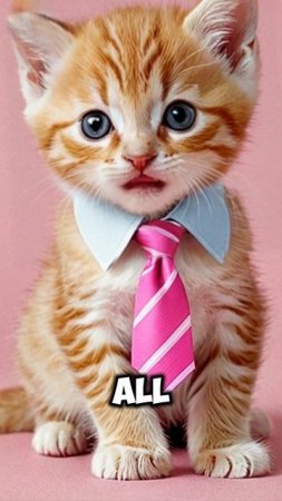 Apt kitten #aptcat #cat #catlover #memes #cute #pets #pet #funny #apt #kitten