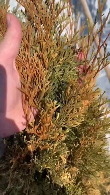 Циркон на 10 литров воды смотреть онлайн