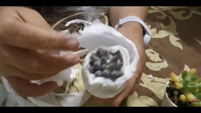 เปิดกล่องกุหลาบหินไม้อบน้ำสำหรับนักปลูกมือใหม่ รีวิวการแกะกล่องซื้อกุหลาบหินออนไลน์ смотреть онлайн