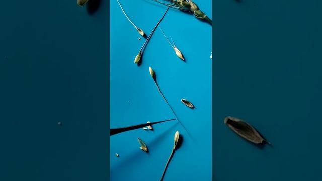 Poaceae inflorescence | Wheat flower смотреть онлайн