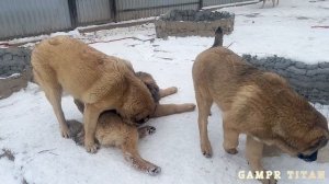 Наши Аборигены.
Ханна с внуками и племянниками.Для шикарного - Самых Лучших#гампртитан#gampr#