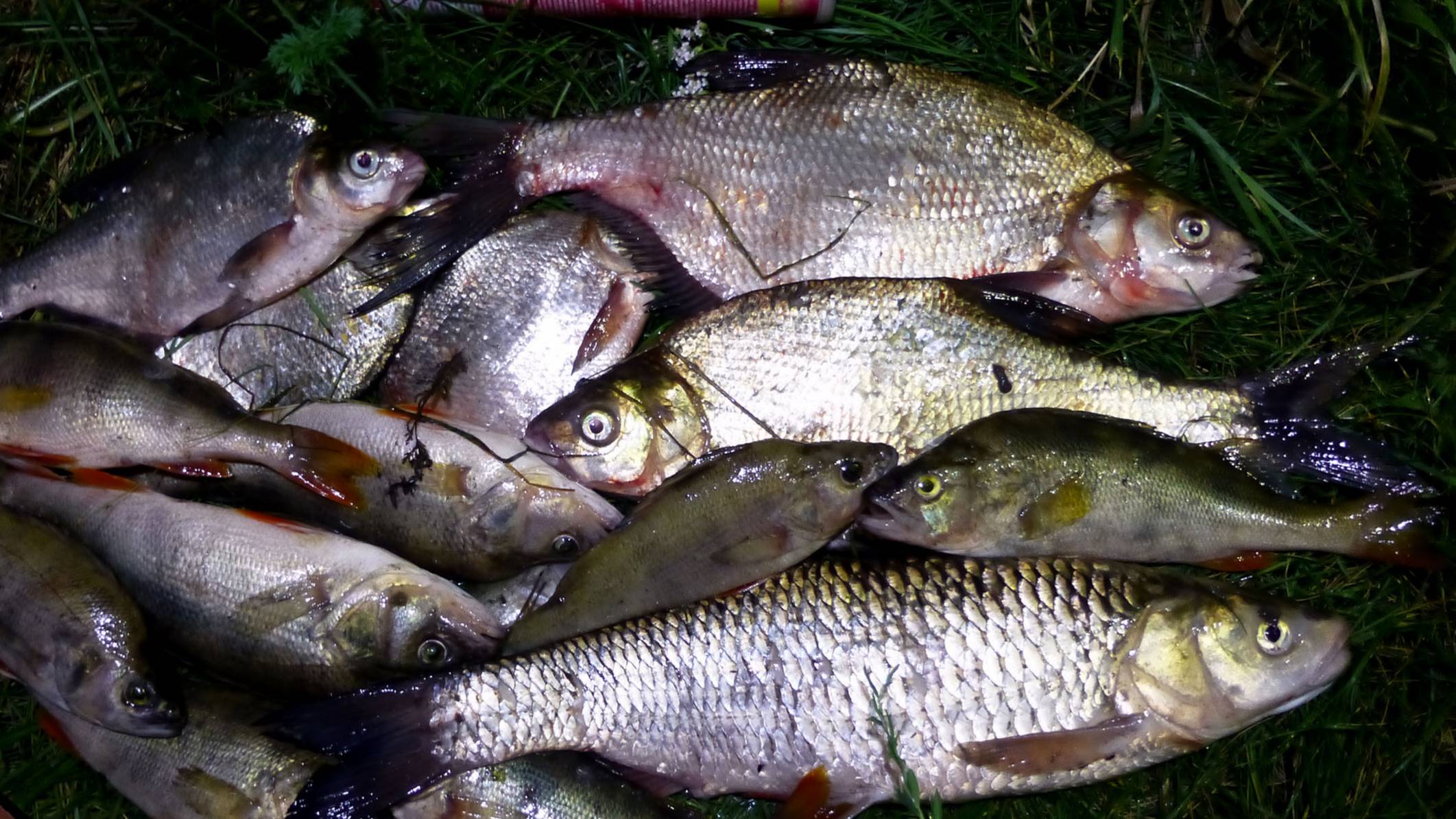 Как наловить много рыбы с берега на донку! Крупные Окуни, Лещи, Голавль. Рыбалка мечты! смотреть онлайн