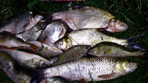 Как наловить много рыбы с берега на донку! Крупные Окуни, Лещи, Голавль. Рыбалка мечты!