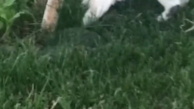 Родное село, посажена картошка,кукуруза, тыква.... смотреть онлайн